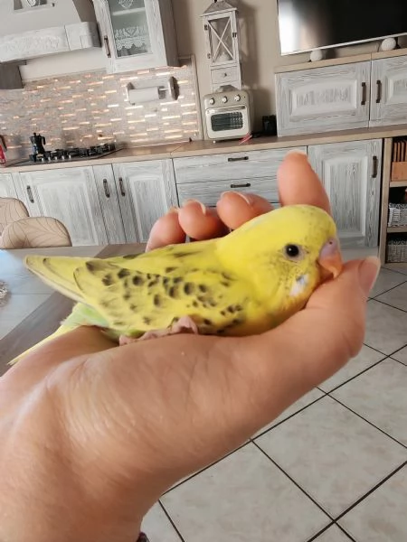 Cocorite allevate a mano | Foto 6