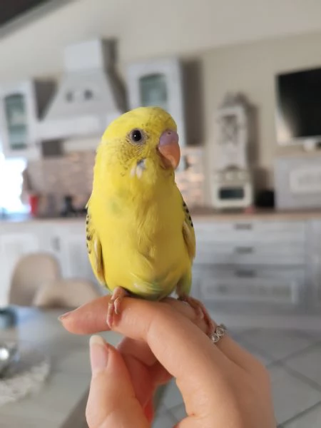 Cocorite allevate a mano | Foto 5