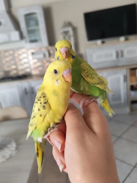 Cocorite allevate a mano | Foto 4