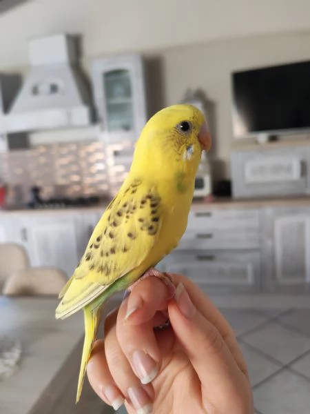 Cocorite allevate a mano | Foto 3