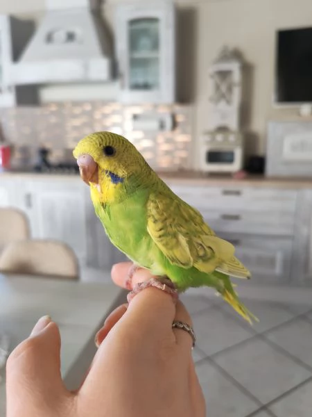 Cocorite allevate a mano | Foto 2