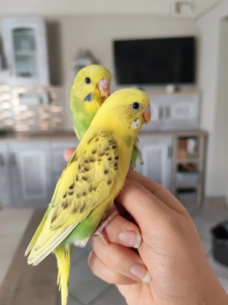 Cocorite allevate a mano