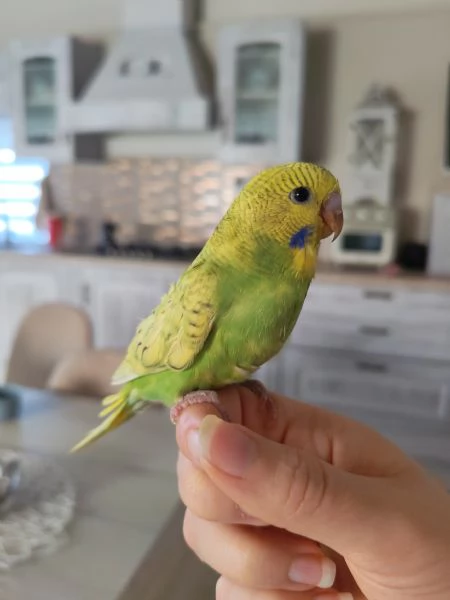 Cocorite allevate a mano | Foto 1