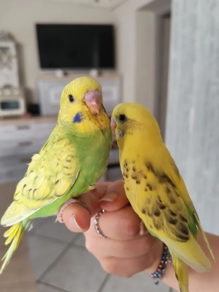 Cocorite allevate a mano | Foto 0