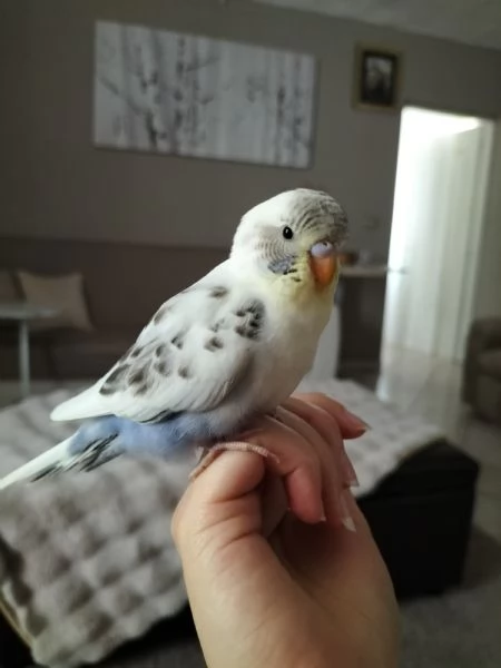 Coppia Cocorite allevate a mano | Foto 2