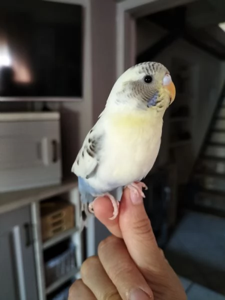 Coppia Cocorite allevate a mano | Foto 1