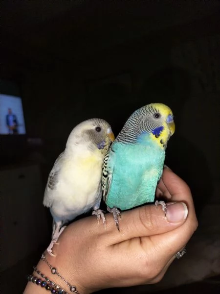 Coppia Cocorite allevate a mano | Foto 0