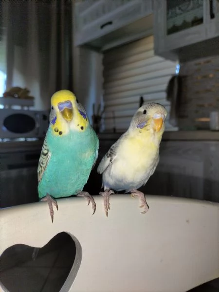 Coppia Cocorite allevate a mano