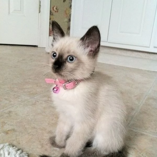 GATTI SIAMESI ORA IN REGALO | Foto 0