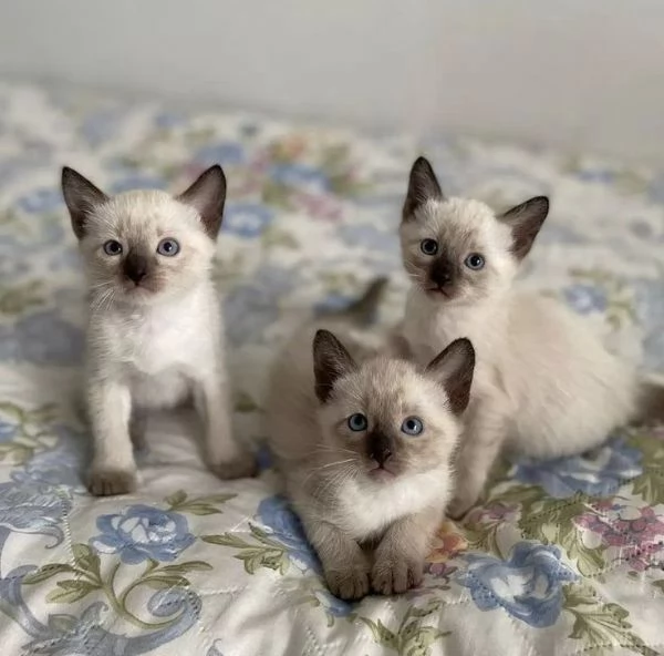 GATTI SIAMESI ORA IN REGALO