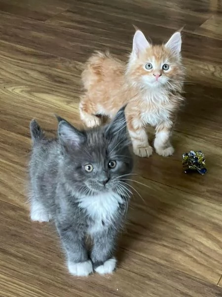 Gattini MAINE COON in regalo