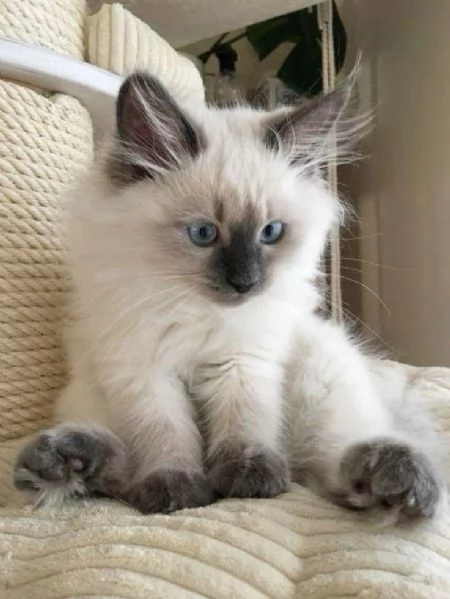 GATTI RAGDOLL