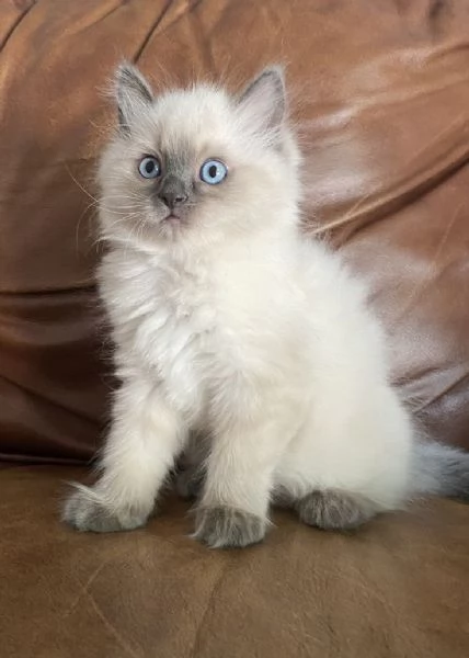 GATTI RAGDOLL | Foto 0