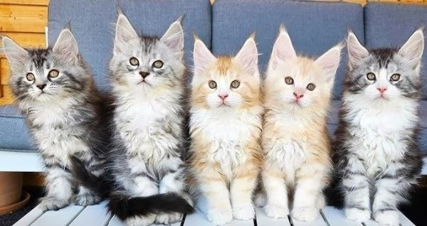 Simpatici gattini del Maine Coon per ladozione