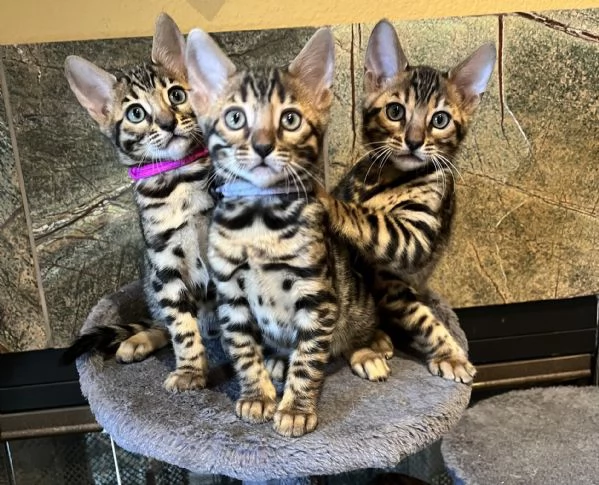 Kittens del Bengala disponibili per ladozione