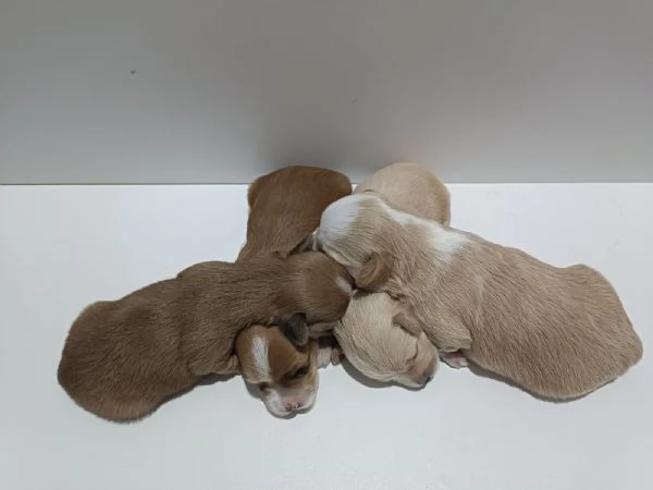 Bichon Havanese  bellissimi cuccioli in vendita | Foto 1