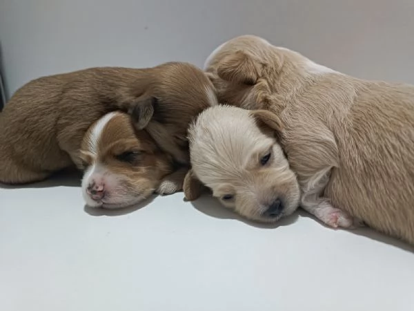 Bichon Havanese  bellissimi cuccioli in vendita | Foto 0
