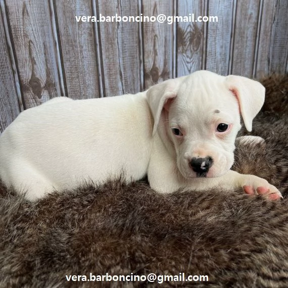 Cuccioli di boxer disponibili i piccoli verranno ceduti dopo i 70 giorni dalla nascita  con microch