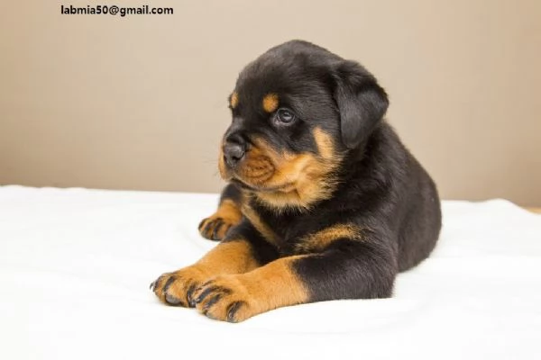 Rottweiler CUCCIOLI MASCHIO E FEMMINA bellissimi cuccioli di Rottweiler maschio e femmina si con