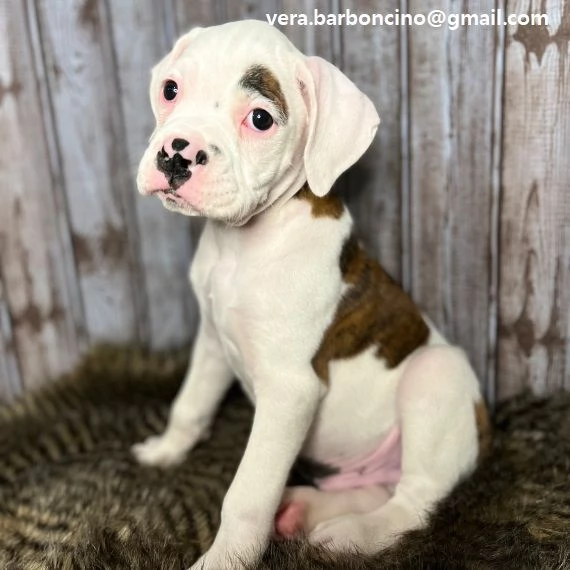 Cuccioli di boxer disponibili i piccoli verranno ceduti dopo i 70 giorni dalla nascita  con microch