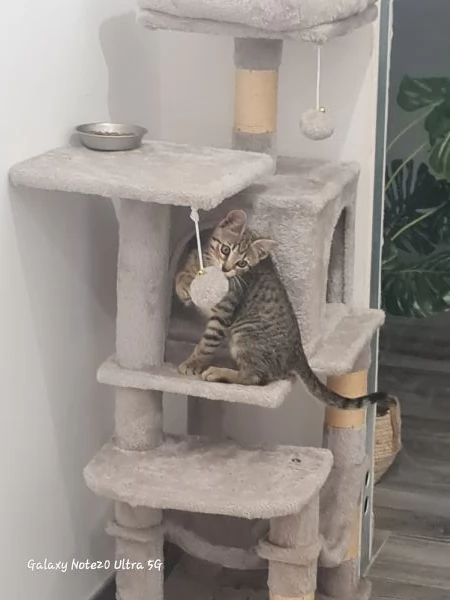 Coco cerca casa | Foto 5