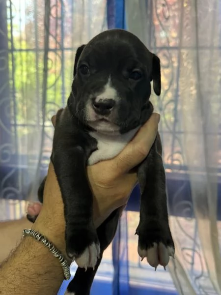 Pittbul cuccioli  | Foto 3