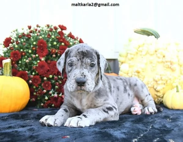 Regalo Cuccioli Alano Disponibili bellissimi cuccioli di Alano genitori visibili i cuccioli sono g