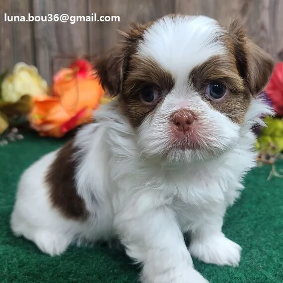 adorabili cuccioli Shih Tzu femminucce e maschietti disponibili i cuccioli sono vaccinati sverminati