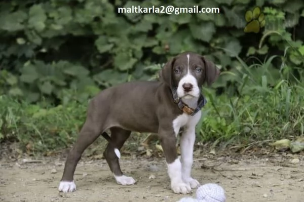 Regalo Cuccioli Alano Disponibili bellissimi cuccioli di Alano genitori visibili i cuccioli sono g