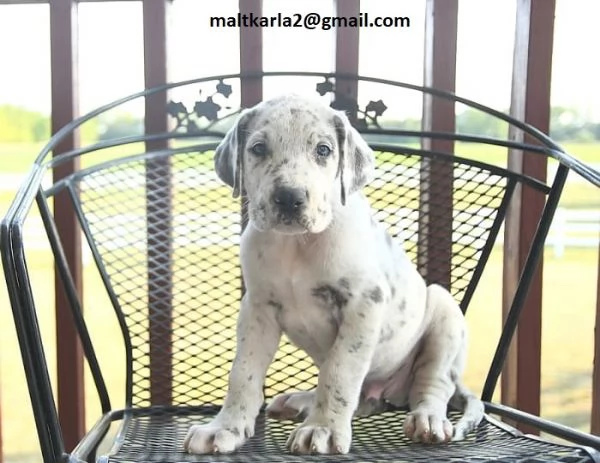 Regalo Cuccioli Alano Disponibili bellissimi cuccioli di Alano genitori visibili i cuccioli sono g
