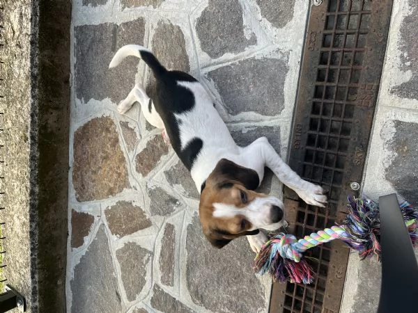 Cucciolo di bigol