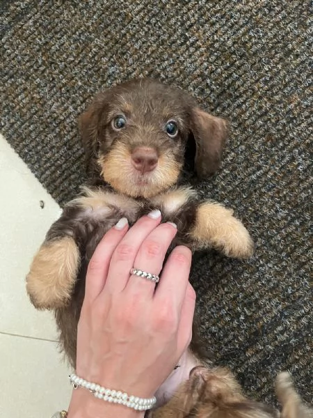 CUCCIOLI DI BASSOTTI PELO DURO NANO | Foto 4