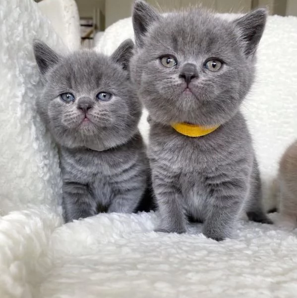 British shorthair blu