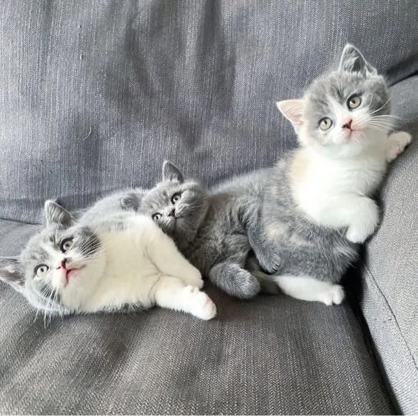 British shorthair
