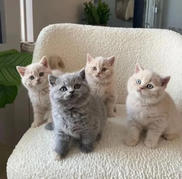 Cuccioli British shorthair con pedigree