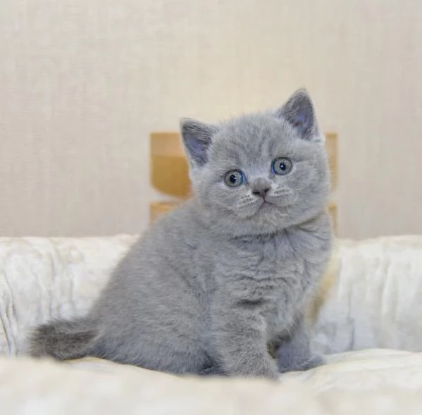 British shorthair  cuccioli