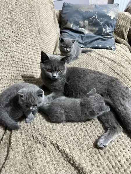 British shorthair blu