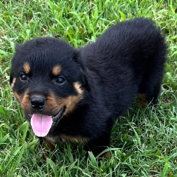 Regalo cuccioli di razza pura Rottweiler