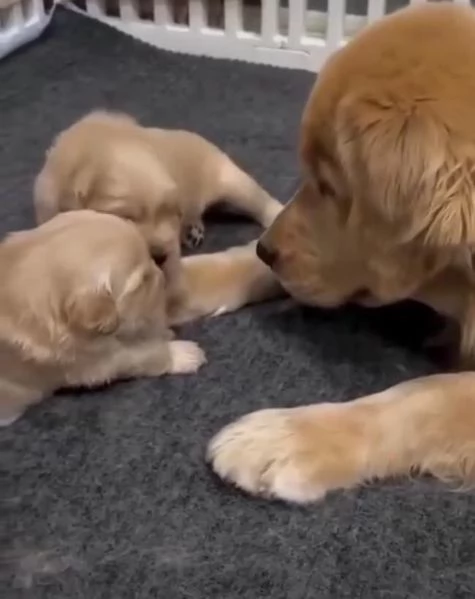 Bellissimi Golden Retriever color oro 