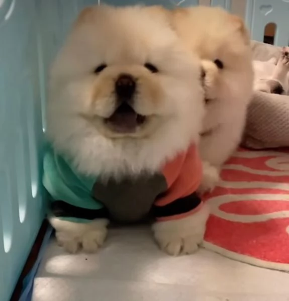 Chow chow maschio e Femminadisponibili