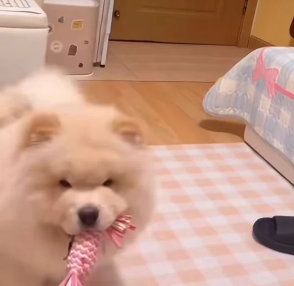 Chow chow maschio e Femminadisponibili | Foto 0