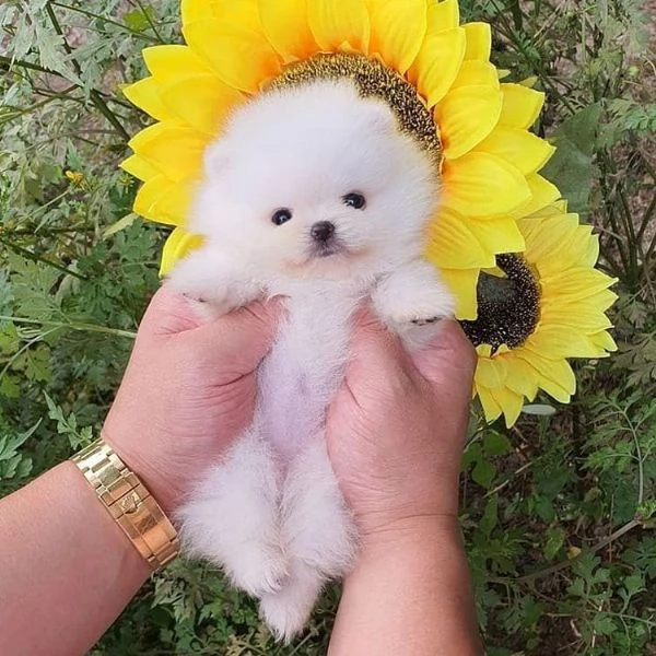 allevamento riconosciuto enci dispone cuccioli di Pomeranian bianco | Foto 0
