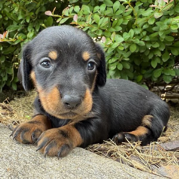 Abbiamo cuccioli basssotto  disponibile maschile e femminile | Foto 0