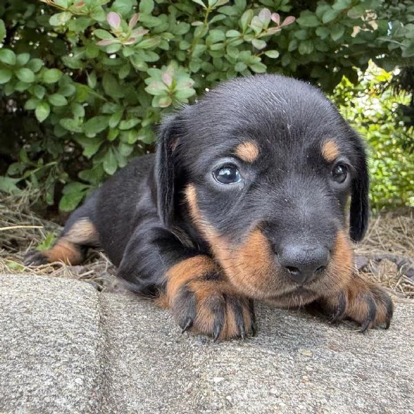 Abbiamo cuccioli basssotto  disponibile maschile e femminile