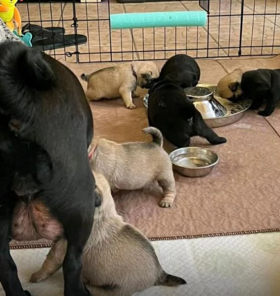 Ora disponibile dolcissima cucciolata di carlino  di tre mesi  | Foto 0