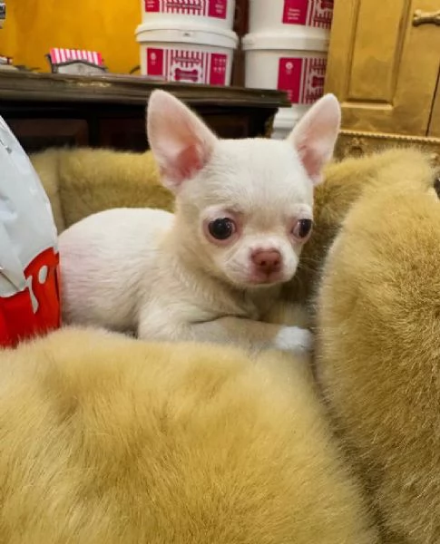 Ora disponibile dolcissima cucciolata di Chihuahua maschio e femmina  bianco 