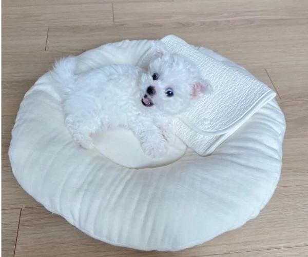 Disponibili splendidi cuccioli di maltese con pedigree enc