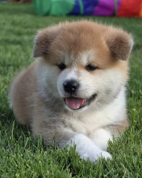 SHIBA INU FEMMINA MASCHIO