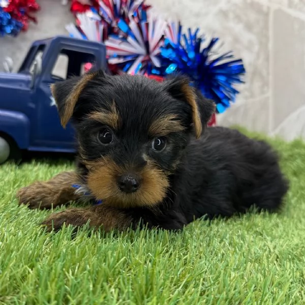 DISPONIBILIYORKIE MASCHIO E FEMMINA 