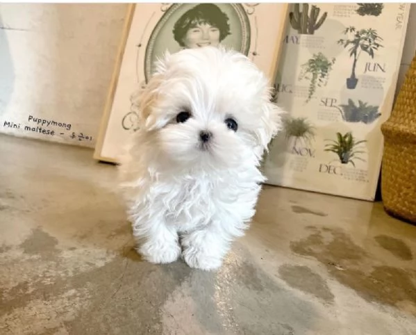 3mesi Regalo mini Maltese toy  | Foto 0